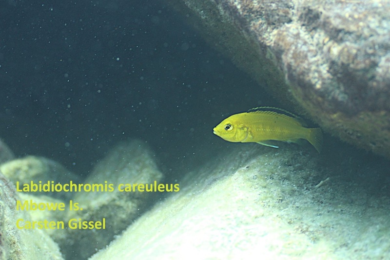 Labidochromis caeruleus 'Mbowe Island'
